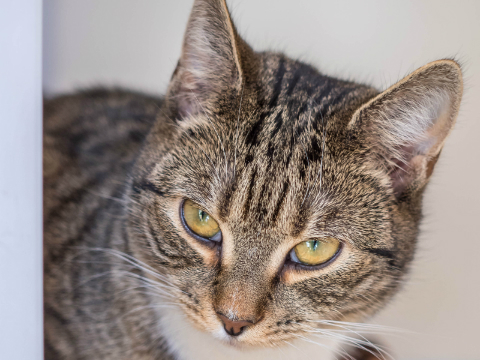 Trio of Cats Ready for a Fresh Start