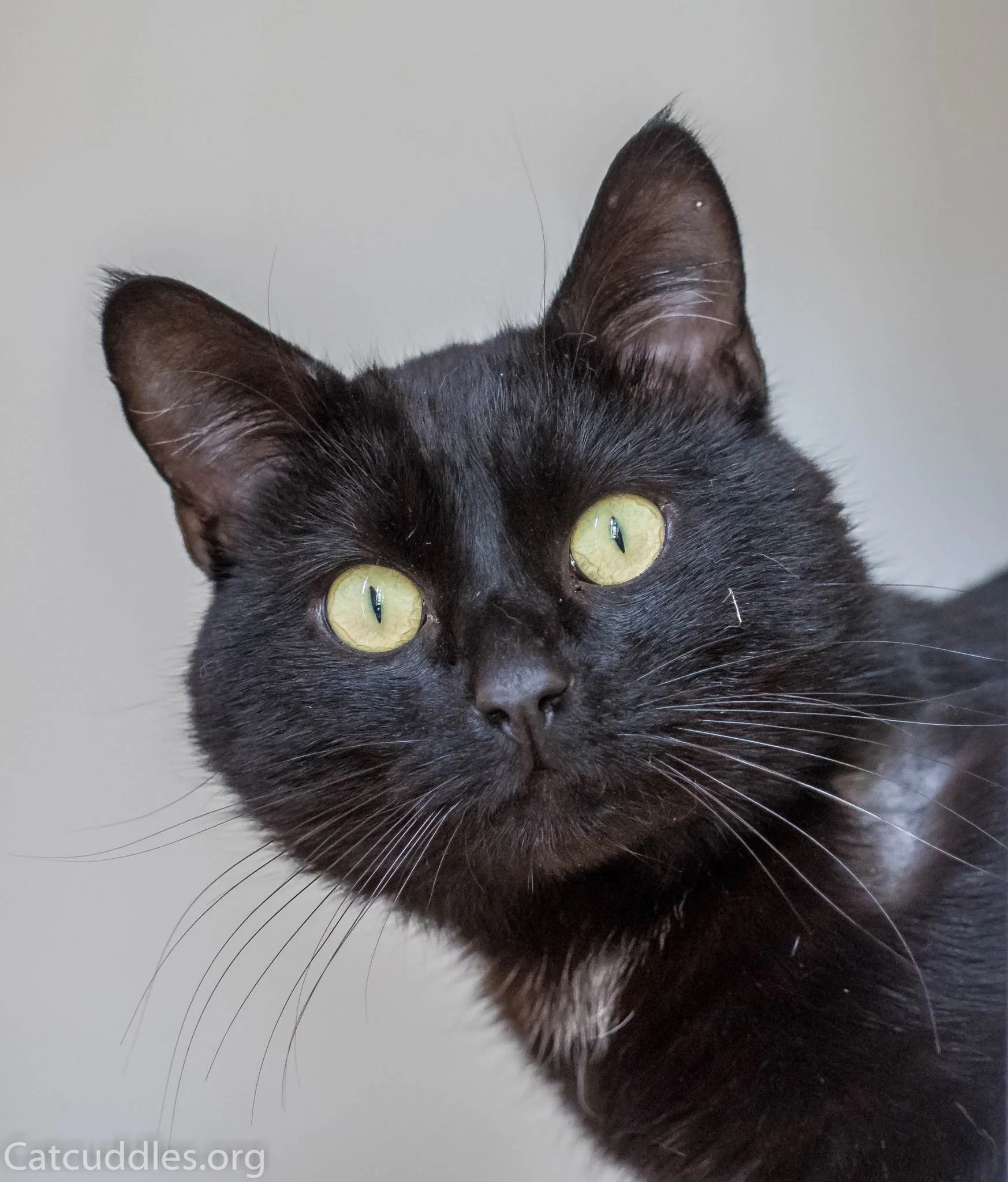 Injured Stray Whisked off the Streets