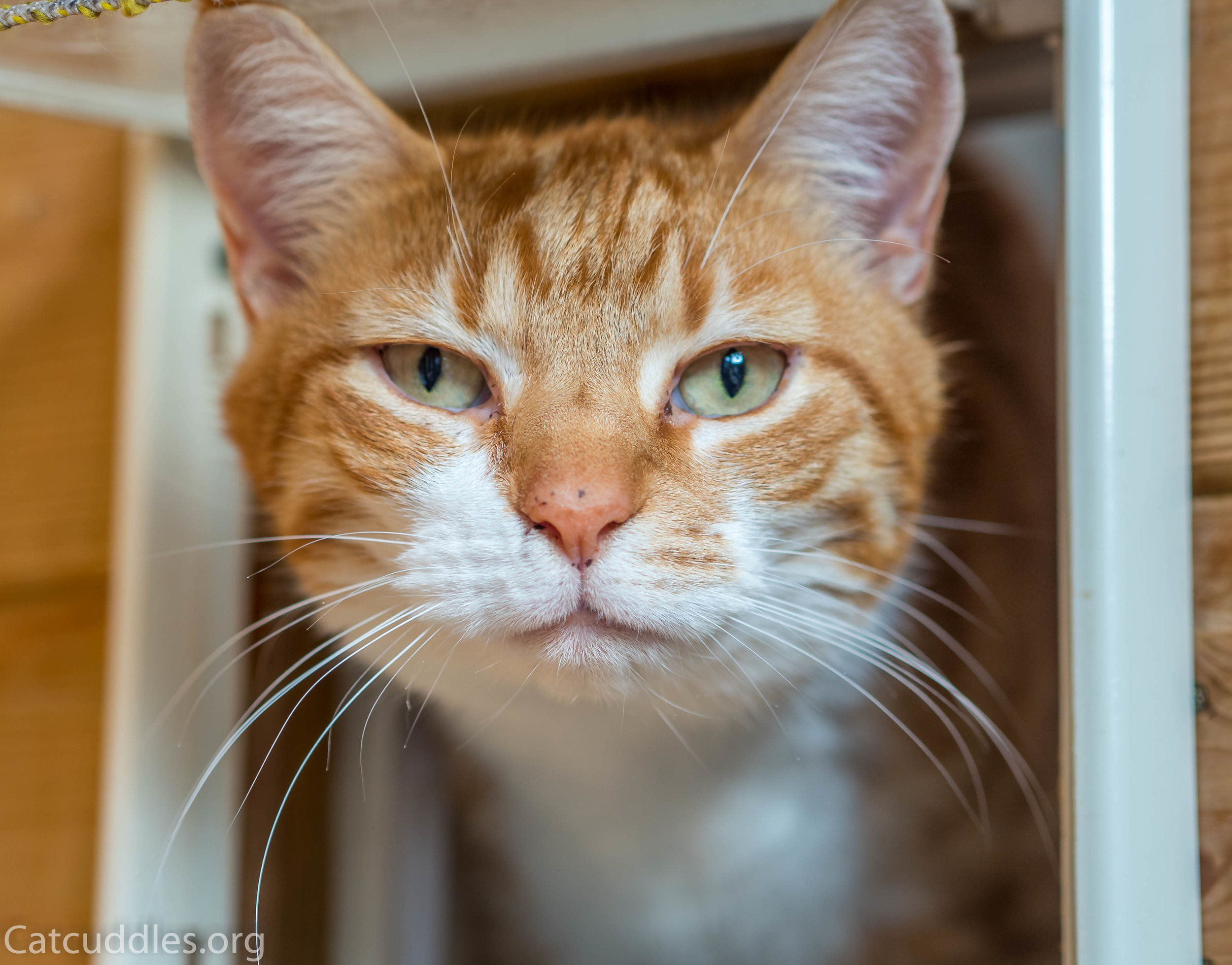 Fostering FAQs — Catcuddles London Cat Sanctuary