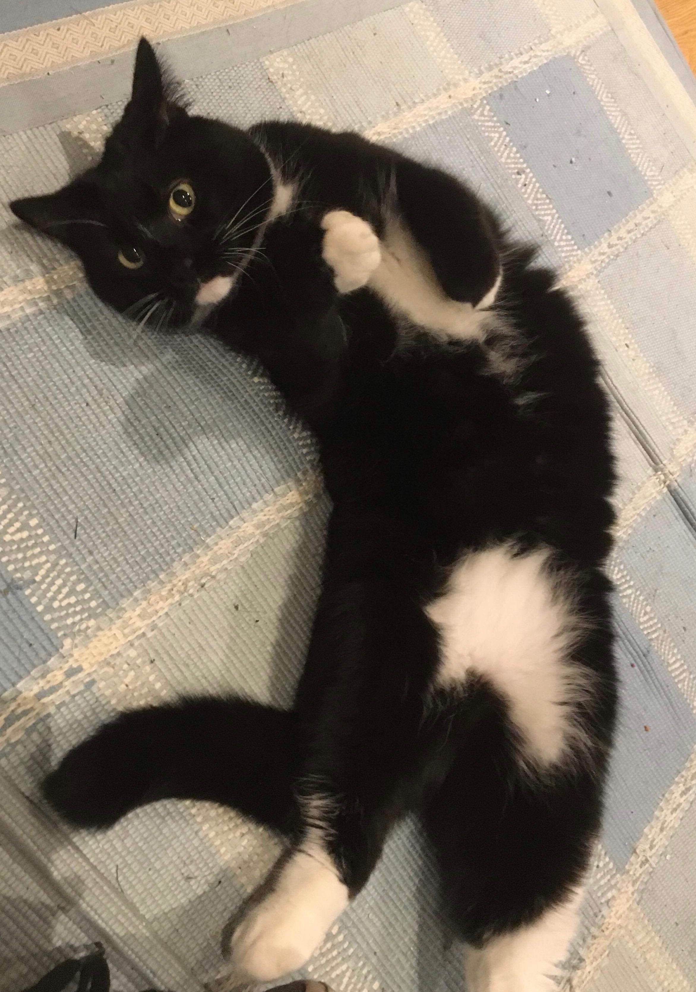 Florrie paws.jpeg