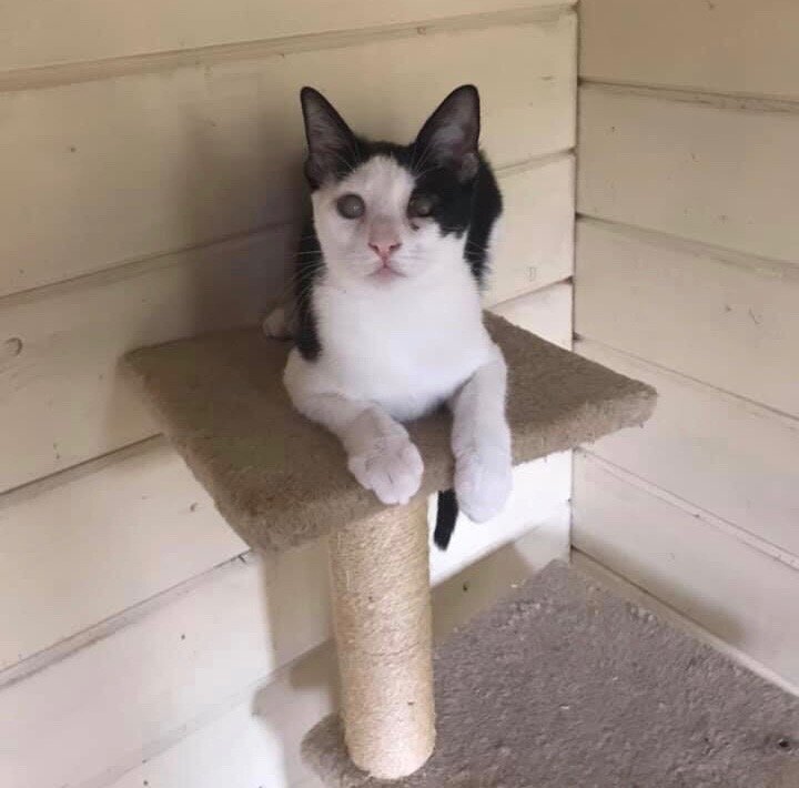 Sanja on cat tree.jpg