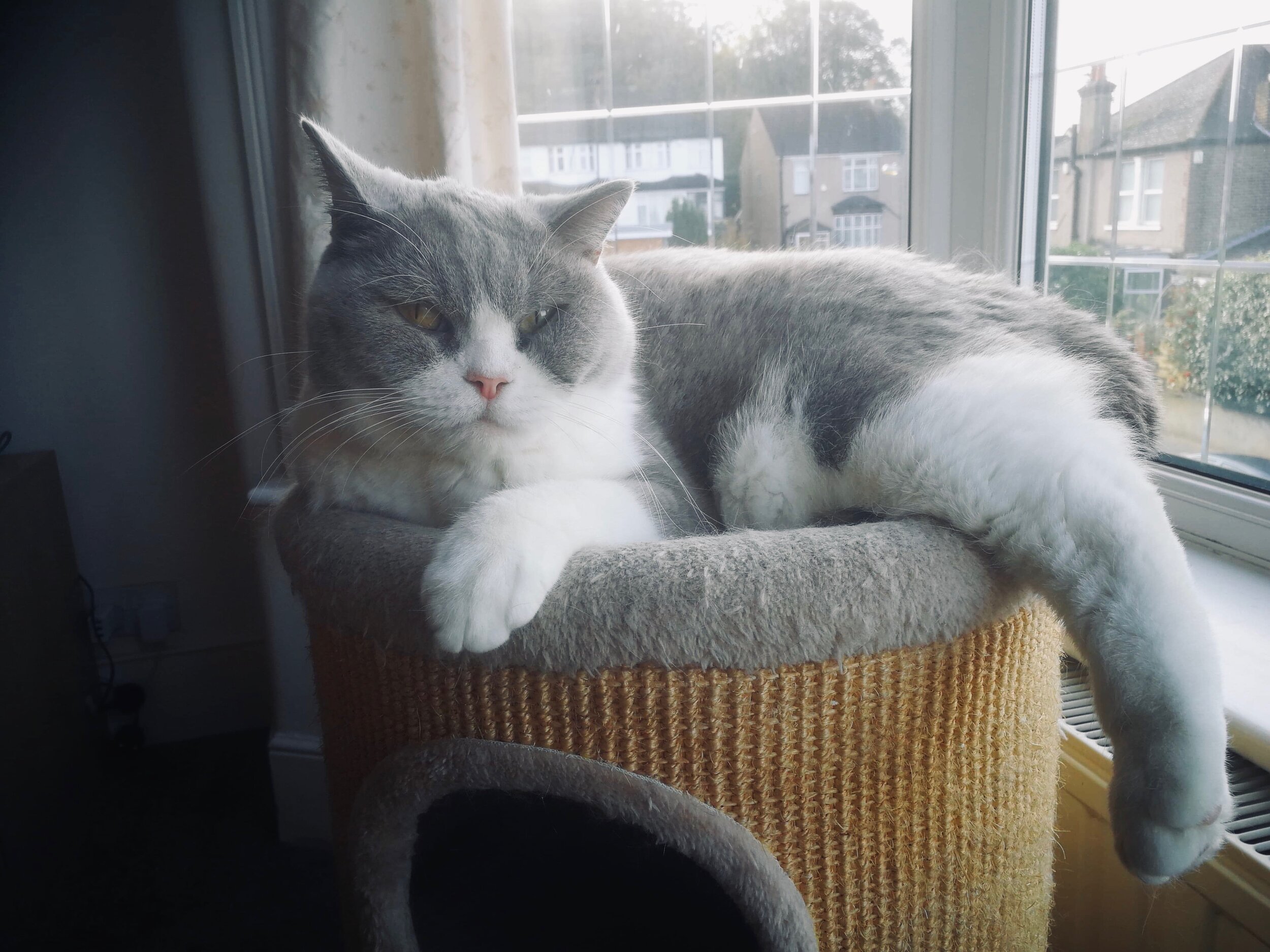 Theo.jpeg