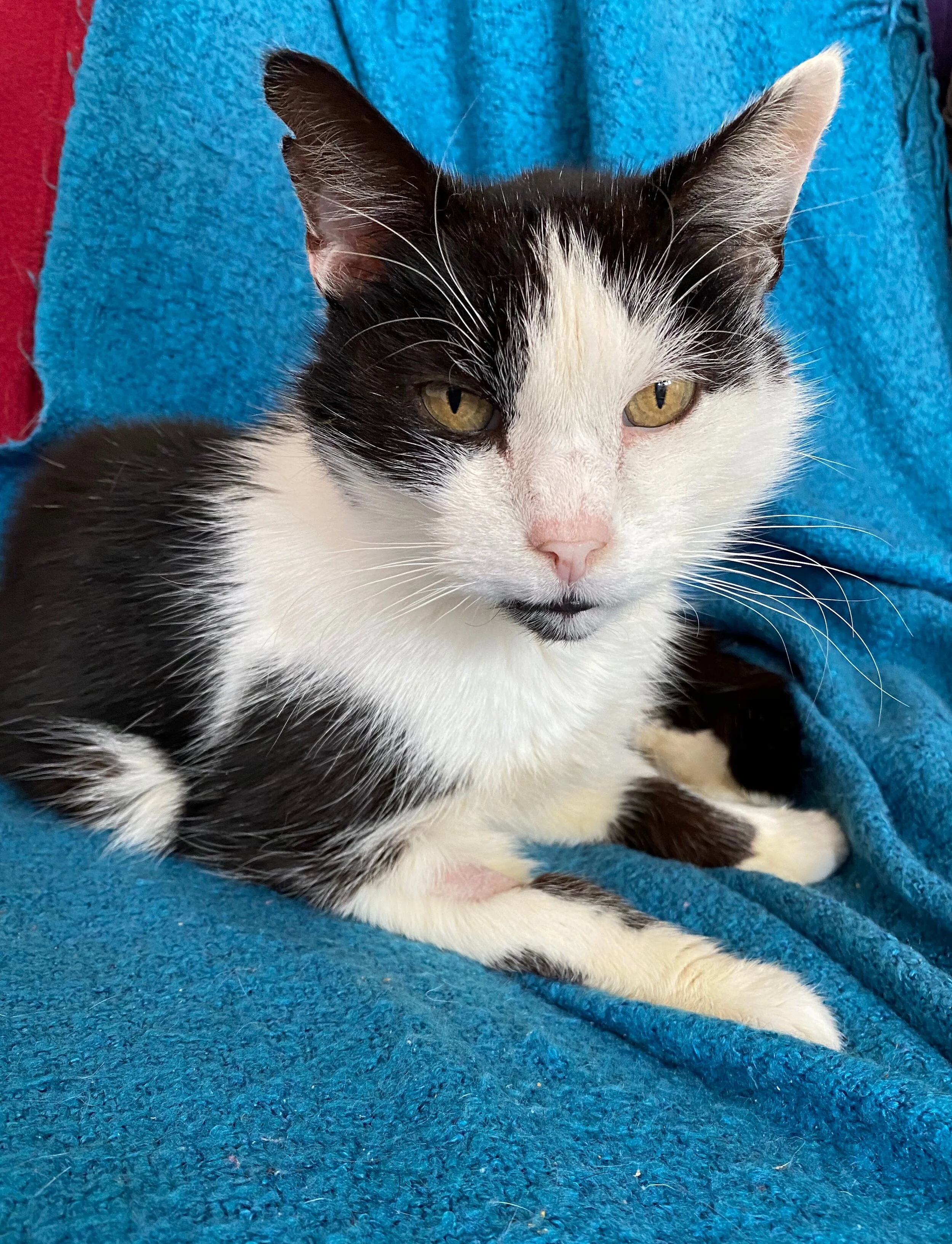 Catcuddles Cat Clinic Welcomes its First Patient