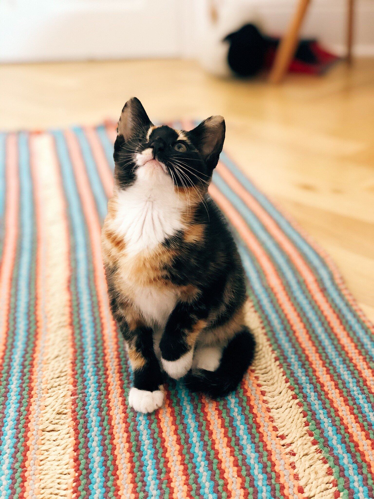 Christabel's Emergency Surgery