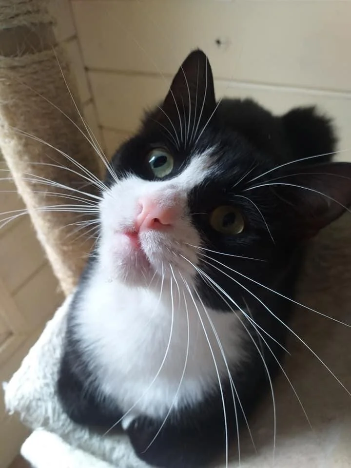 Stray Cat With Shocking Facial Growth Rescued