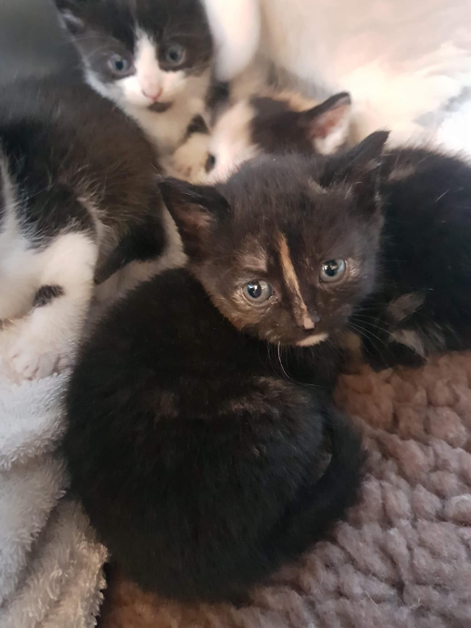 Stray Kittens Rescued West London CatCuddles.jpg