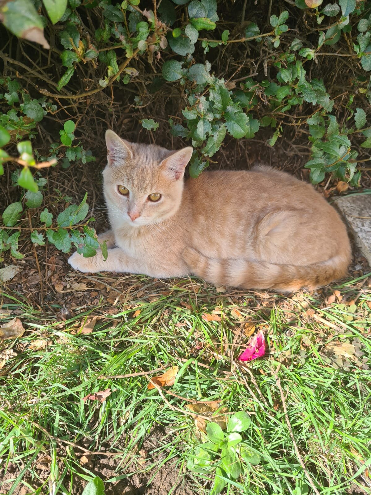 Stray Kittens Rescued West London CatCuddles 3.jpg