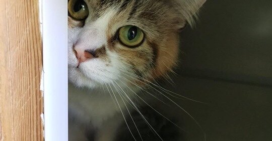 Shy Girl Dozi is Looking for a Child-Free Home