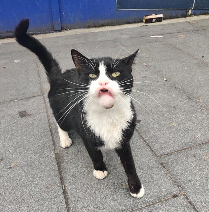 Cat With Facial Deformity Rescued Hodge CatCuddles Sanctuary.jpg