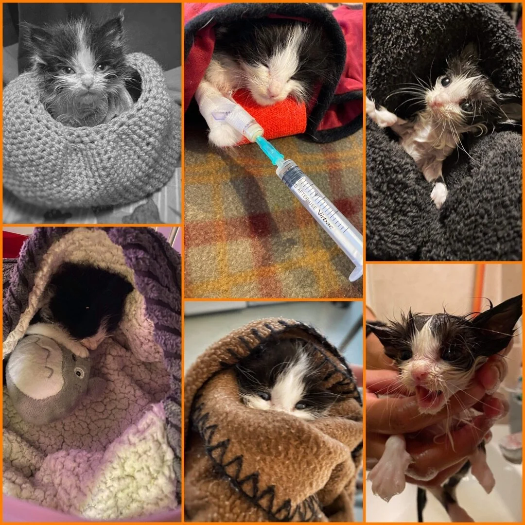 5 Amazing CatCuddles Rescue Transformations, in Pictures: Part Two
