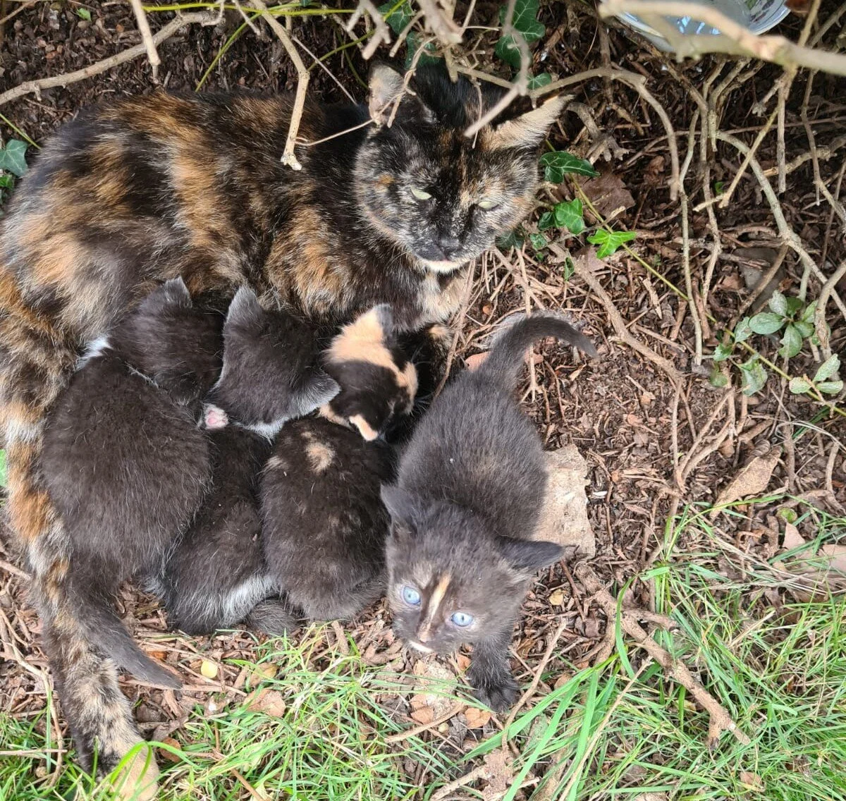 5 Reasons Why You Should Neuter Your Cat Catcuddles London Cat Sanctuary