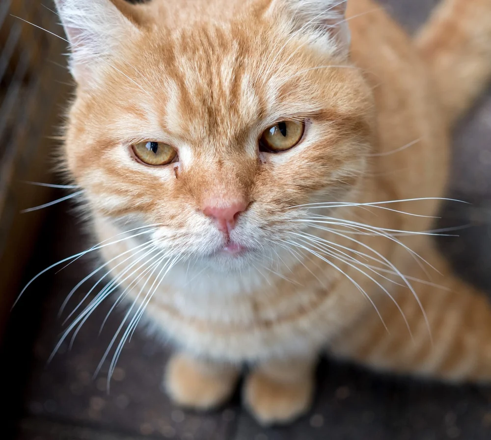 5 Reasons Why You Should Neuter Your Cat Catcuddles London Cat Sanctuary