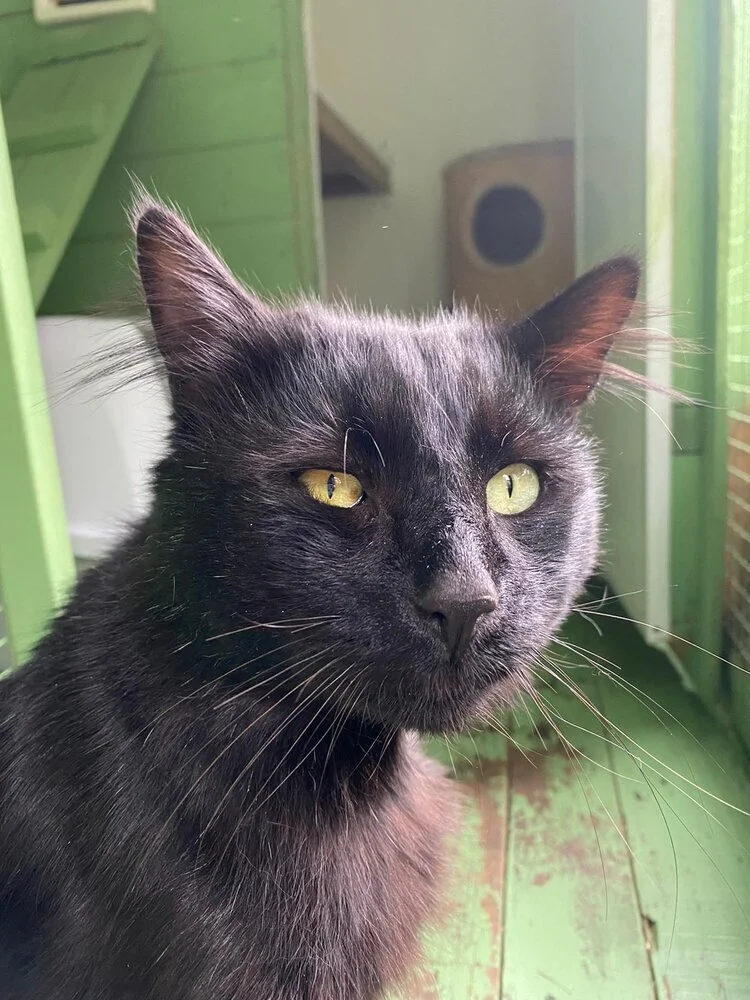 Special Adoption Appeal for Greenlanes 