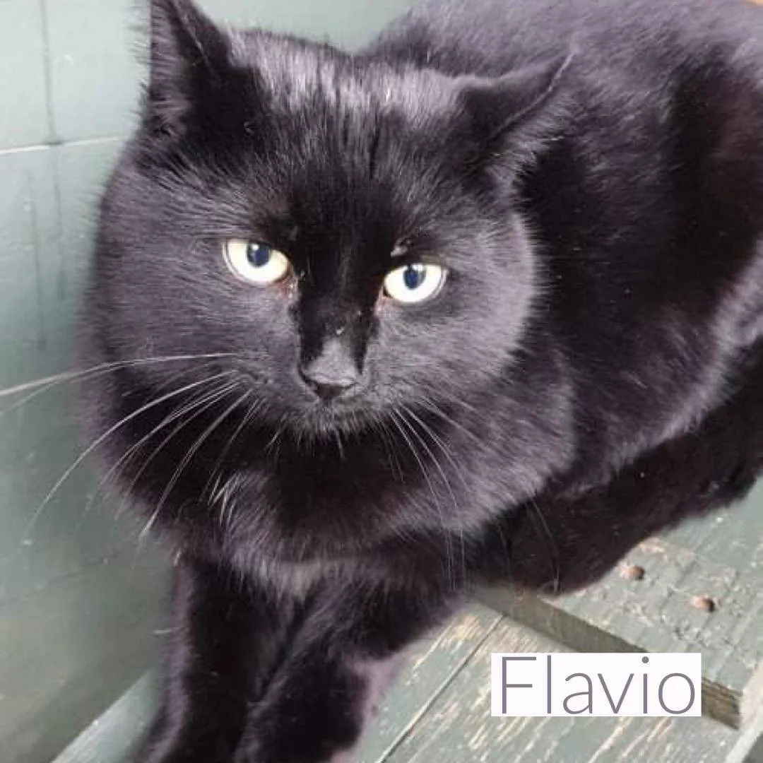 Three cats given the chance of company, love and shelter at Christmas with Catcuddles