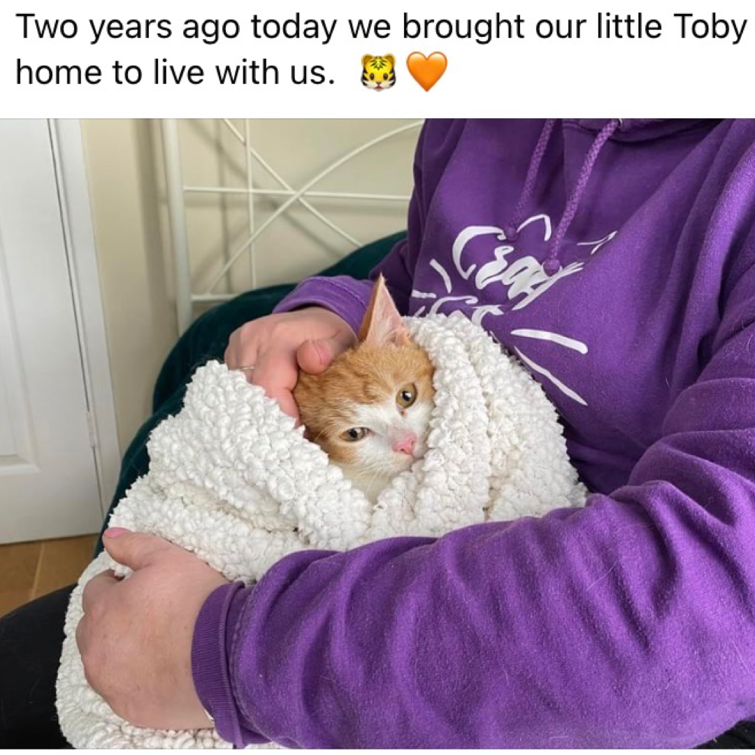 Toby 🐯 adoption photo 2 years ago (IG).PNG