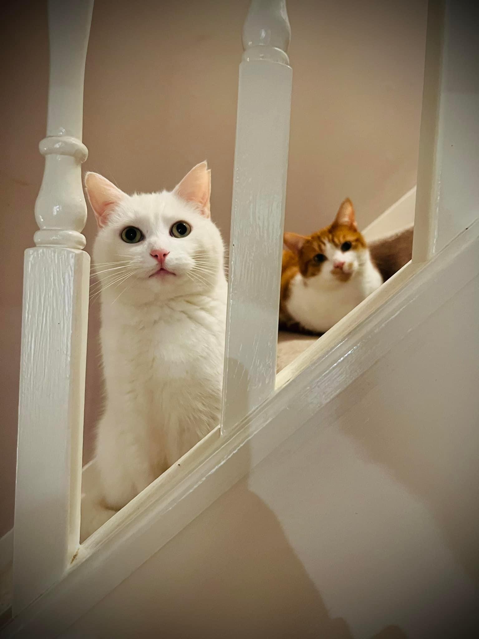 Luna and Toby 🐯 posing on the stairs.JPG