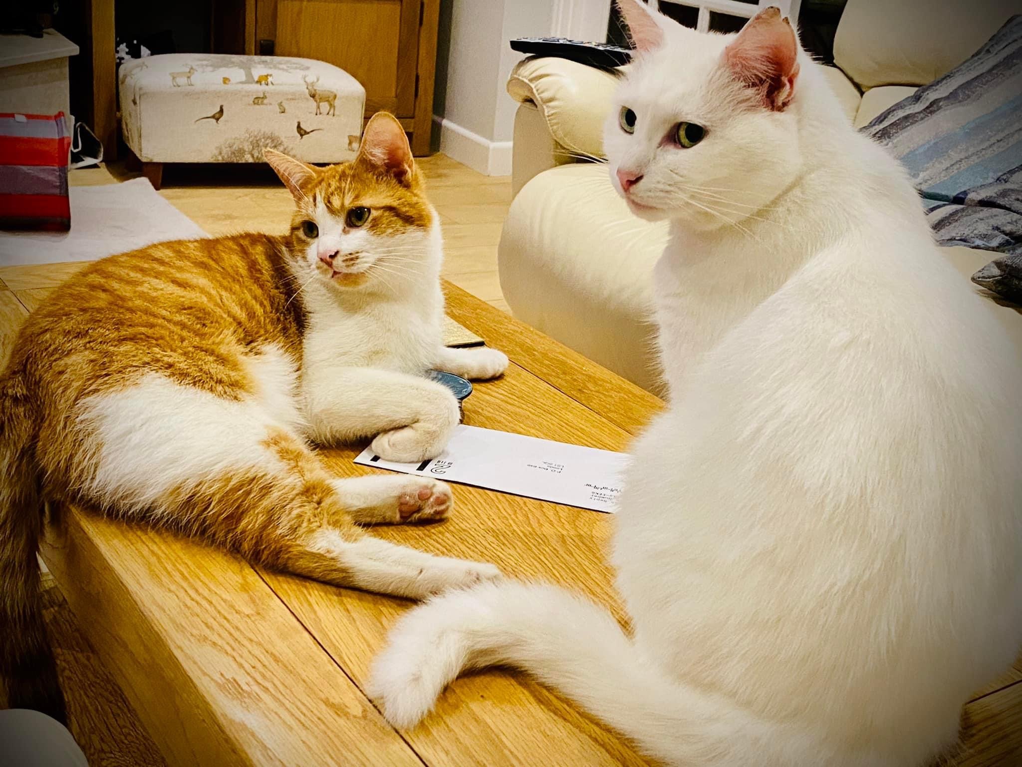 Toby 🐯 and Luna on the coffee table.JPG