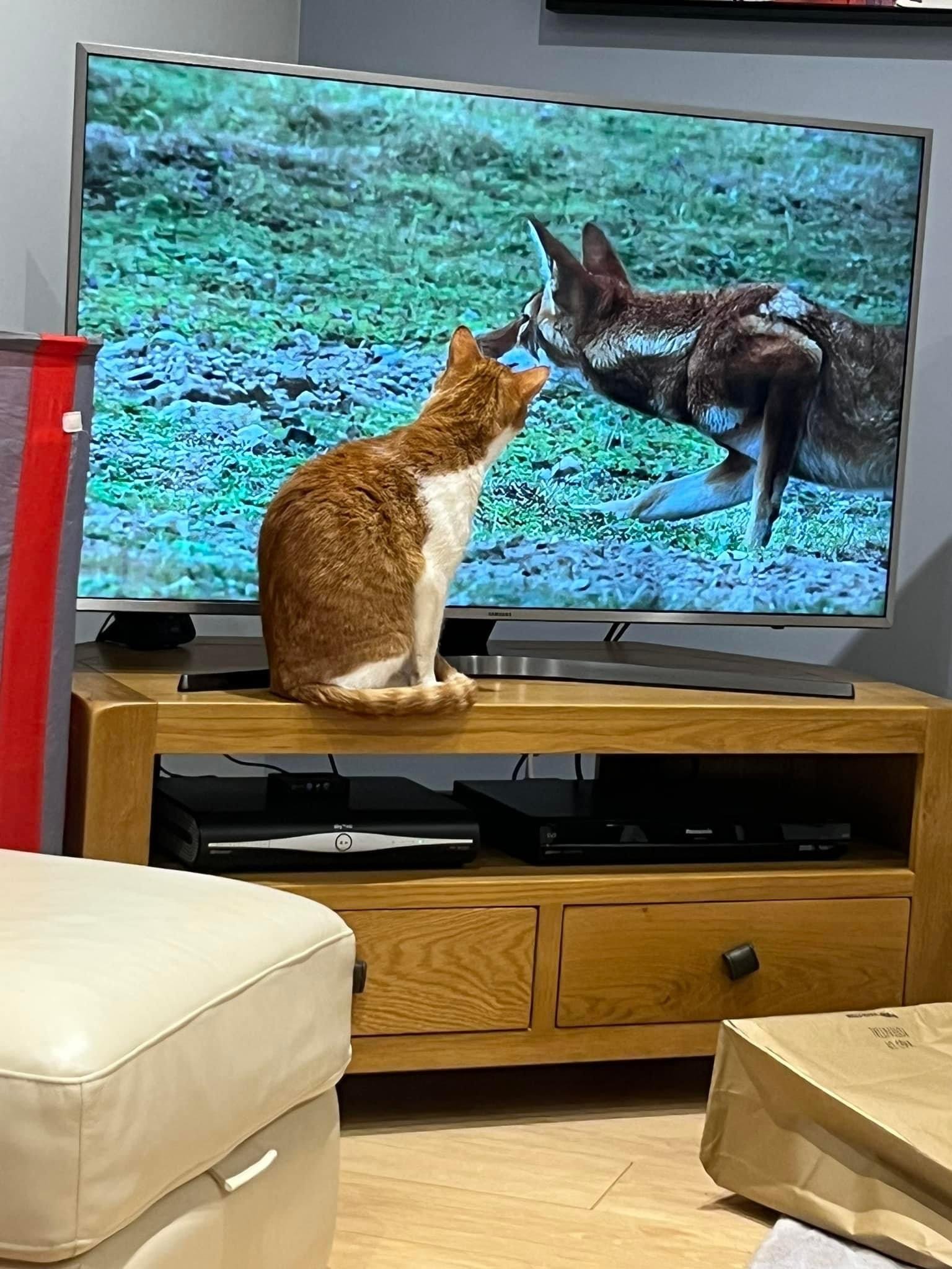 Toby 🐯 watching cat tv.JPG