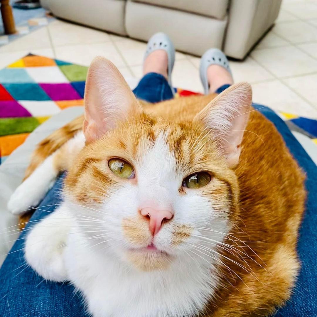 Lap cat Toby 🐯 (IG).PNG