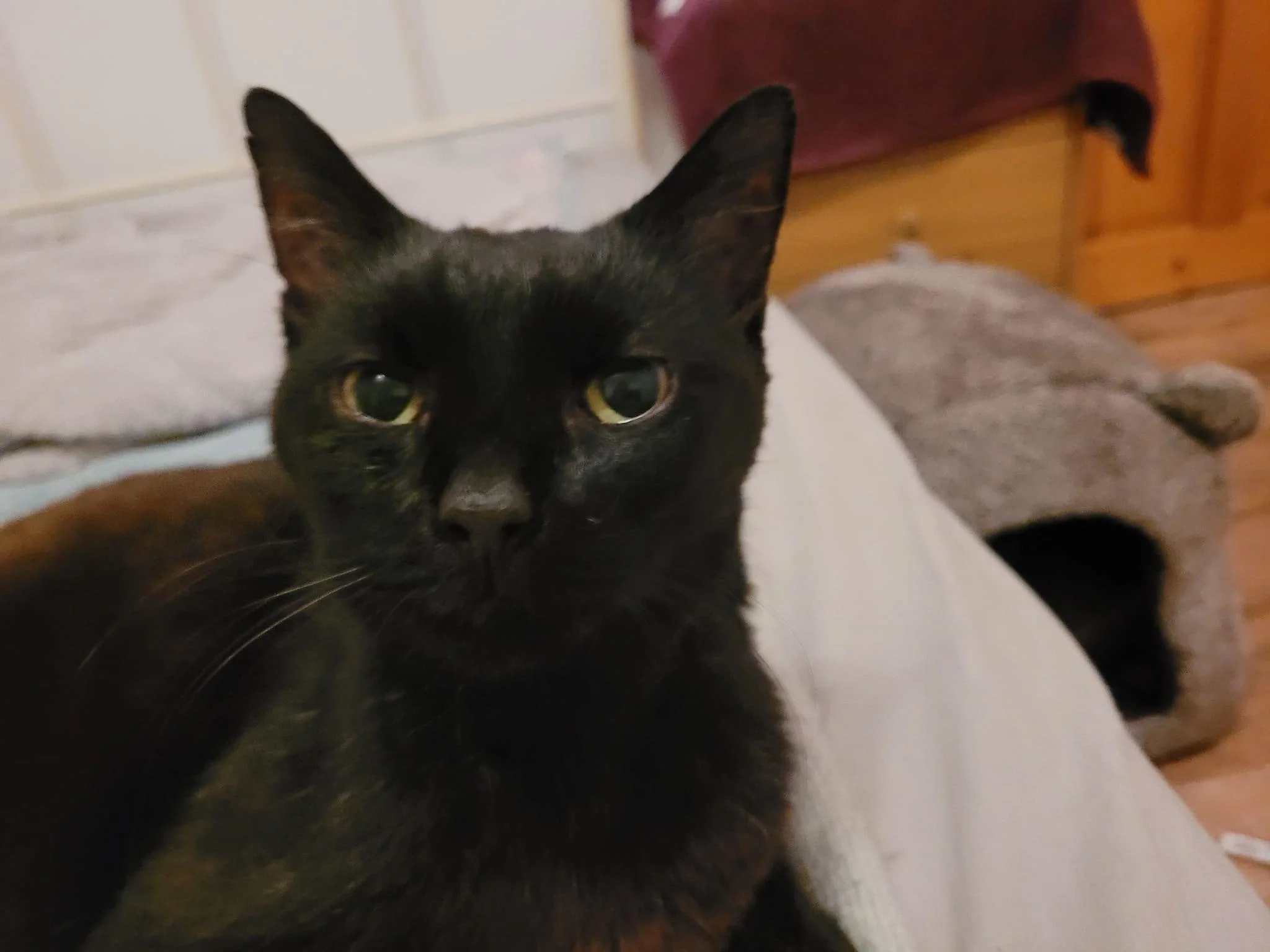 Adoption appeal for senior cat Diesel