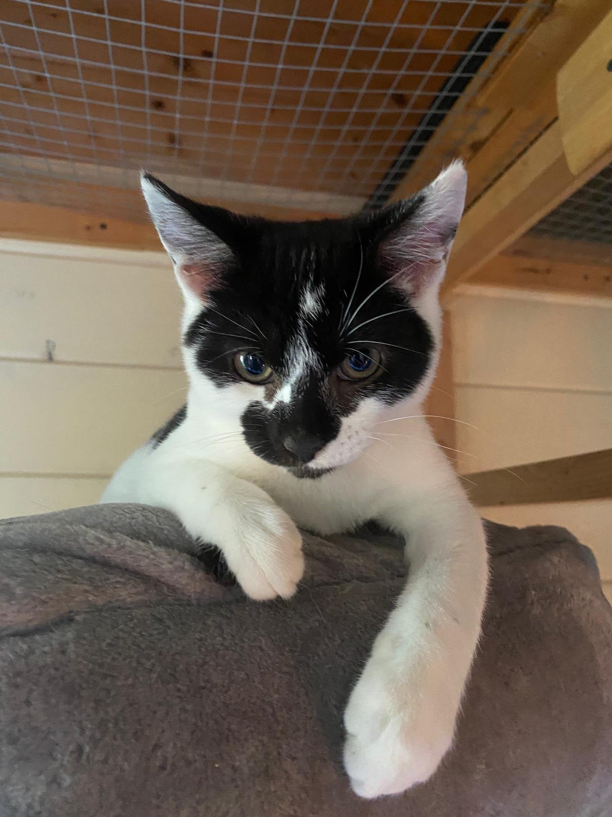White and black cheeky kitten Gabriel looking for loving forever home with garden and catflap at Catcuddles London