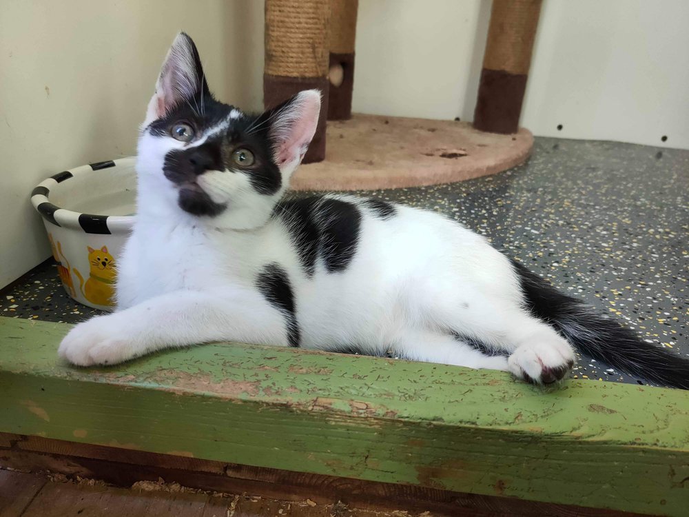 White and black cheeky kitten Gabriel looking for loving forever home with garden and catflap at Catcuddles London