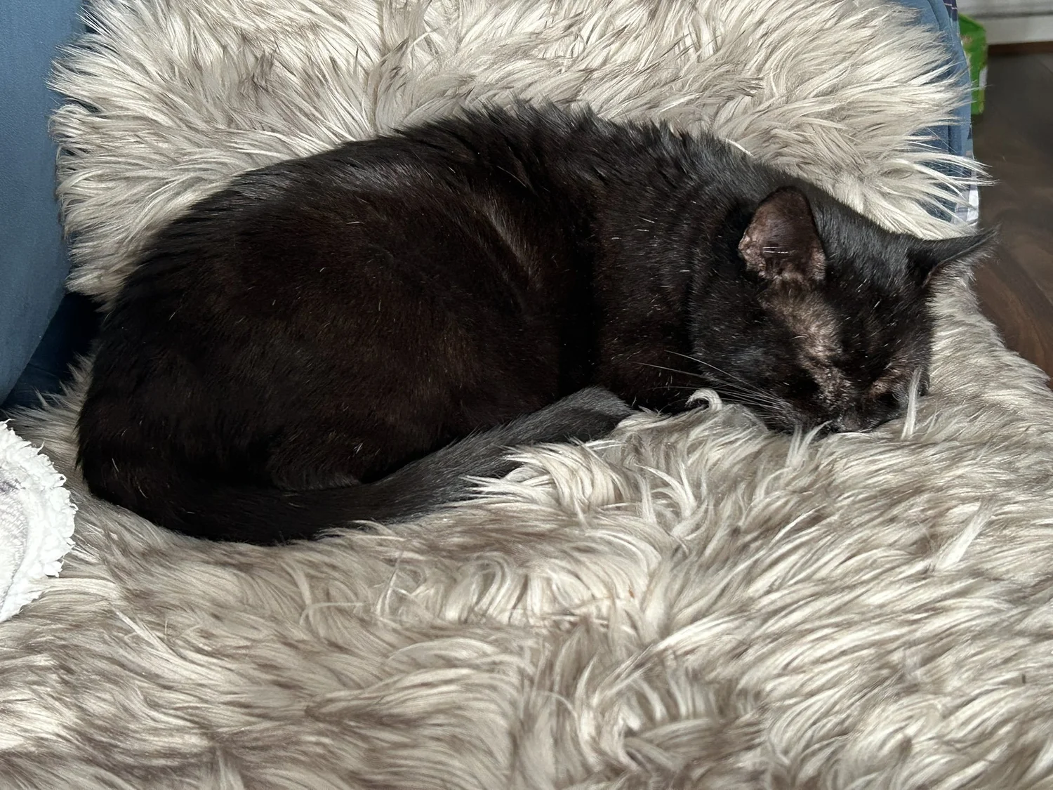 Toothless's happy ever after — Catcuddles London London Cat Sanctuary