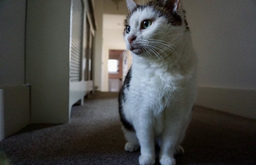 Super senior tabby white girl Lala adopted from Catcuddles London in her loving forever retirement home 