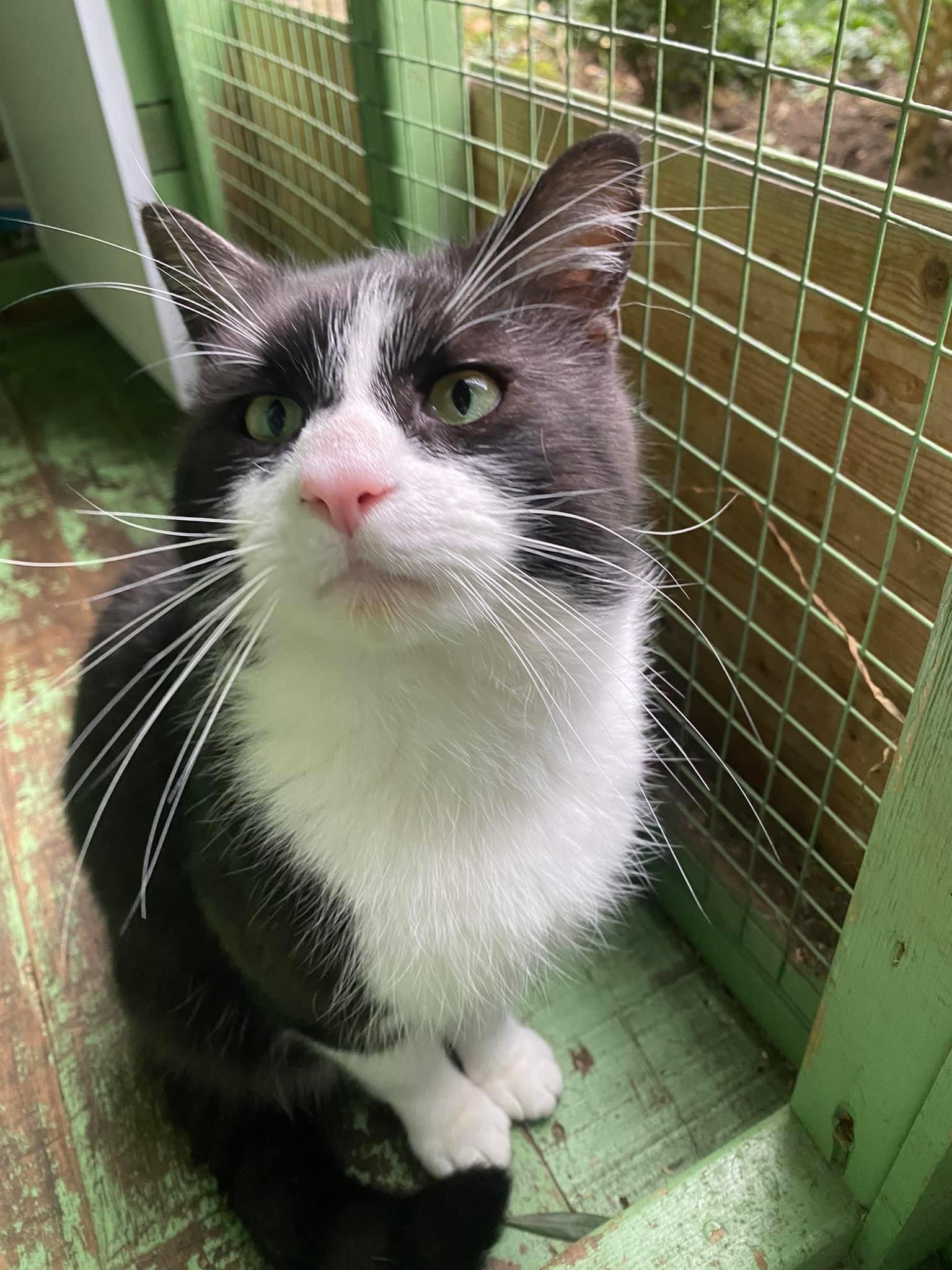Handsome street smart male tuxedo cat Neo looking for loving forever home at Catcuddles London