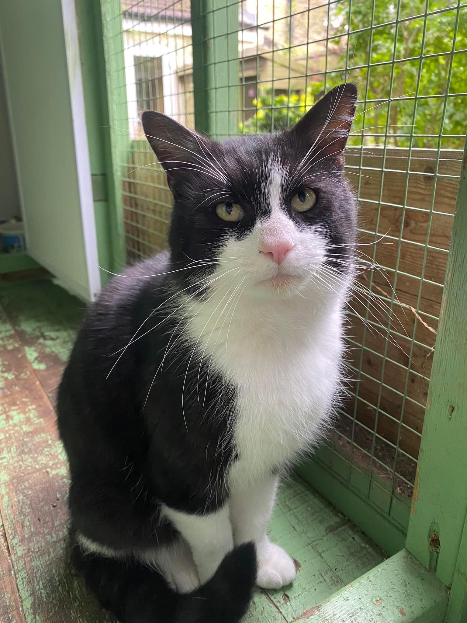 Handsome street smart male tuxedo cat Neo looking for loving forever home at Catcuddles London