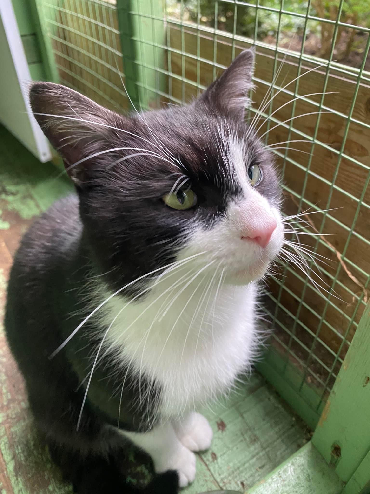 Handsome street smart male tuxedo cat Neo looking for loving forever home at Catcuddles London