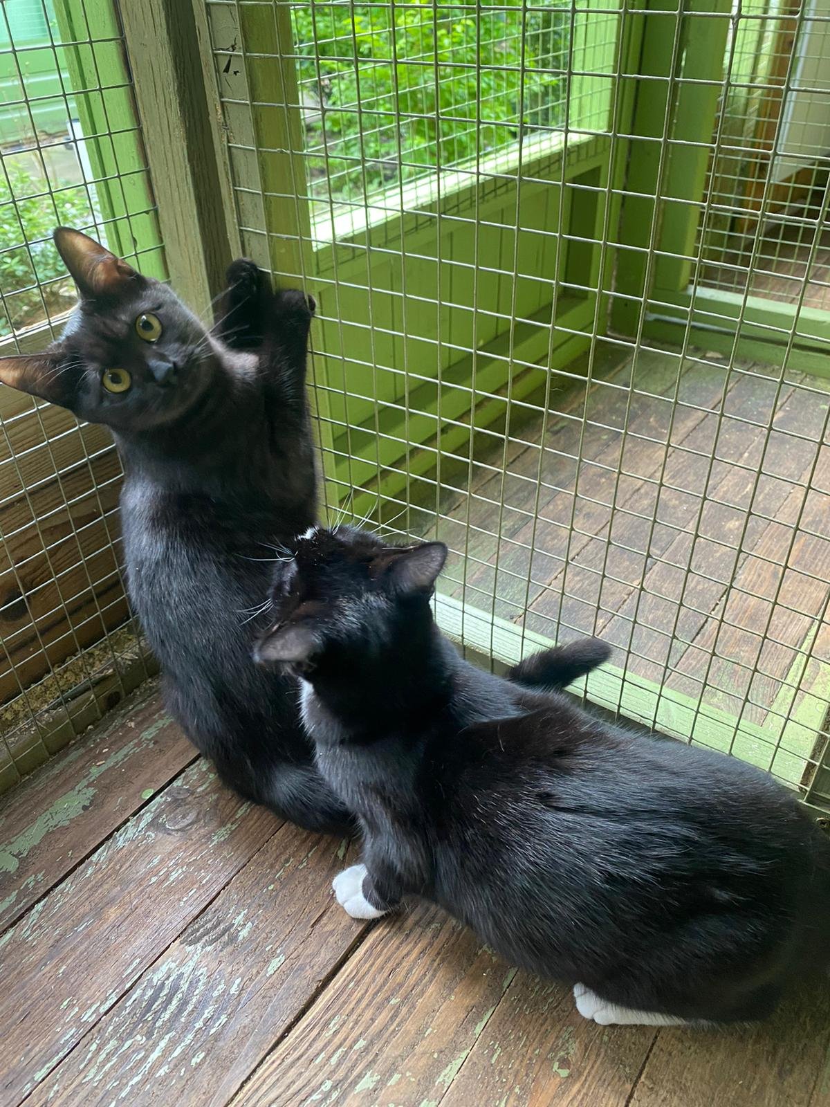 Black and grey kitten Greta looking for loving forever home with black and white sister Gilda at Catcuddles London (Copy)