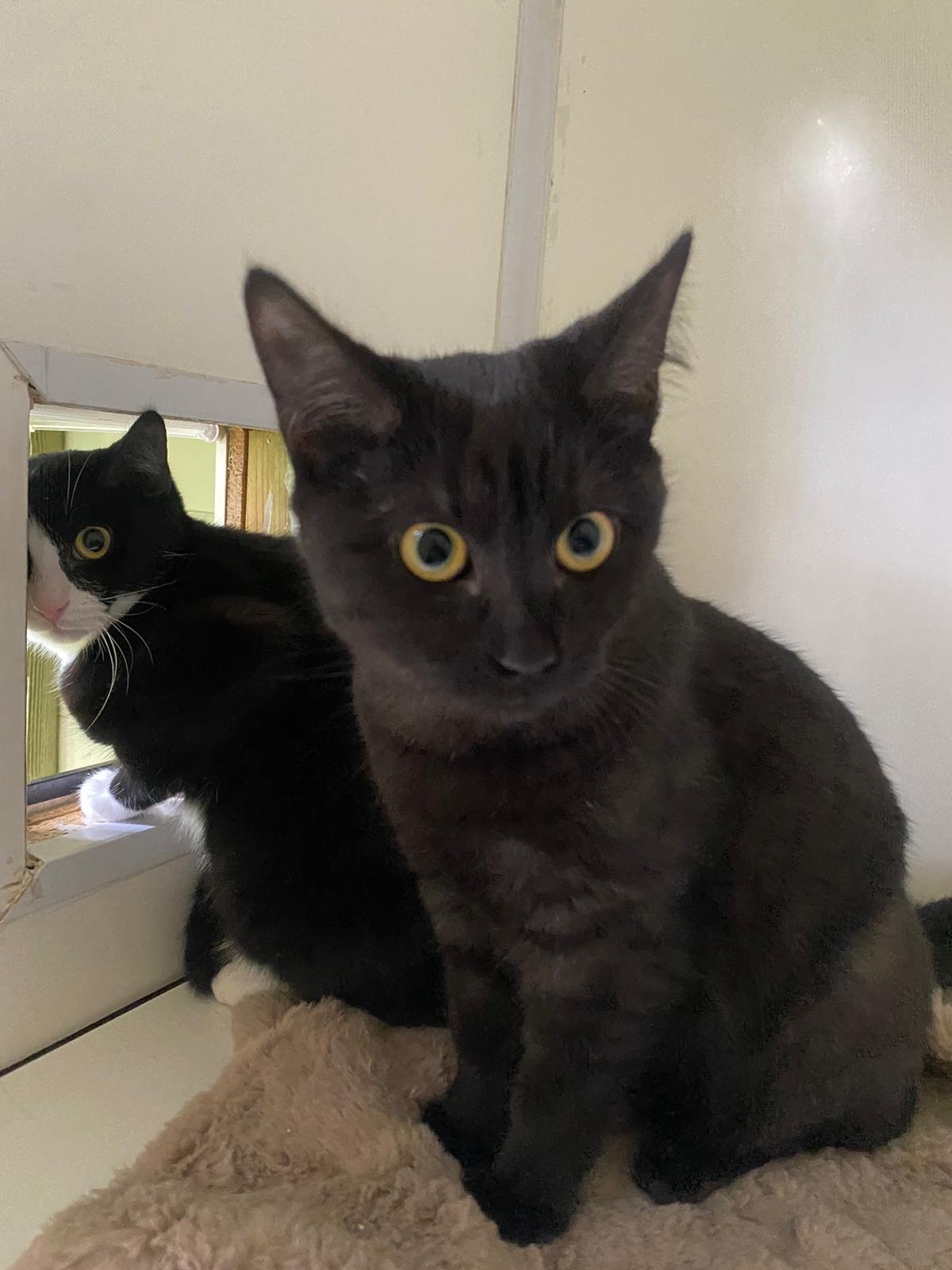 Black and grey kitten Greta looking for loving forever home with black and white sister Gilda at Catcuddles London (Copy)