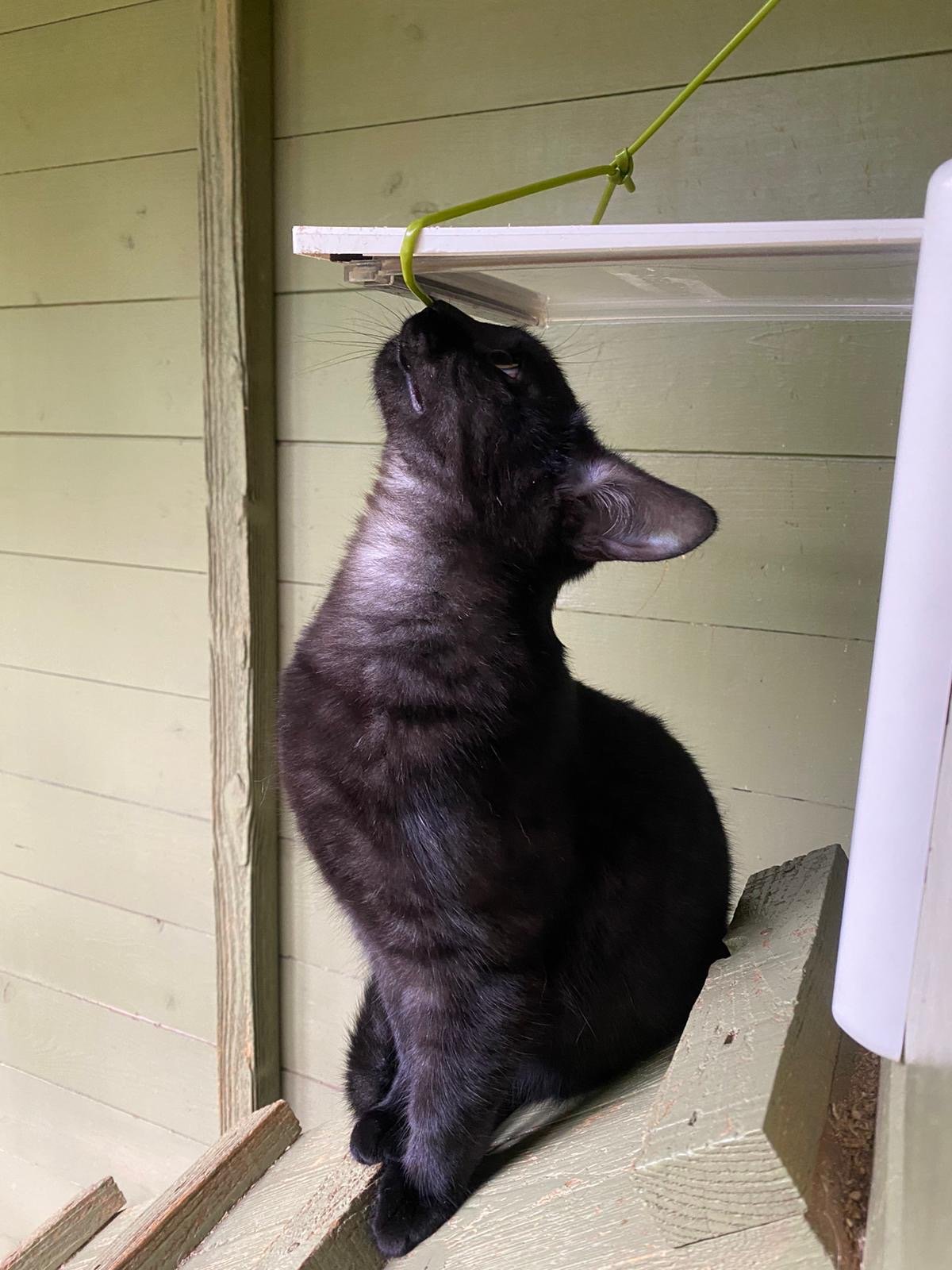 Black and grey kitten Greta looking for loving forever home with black and white sister Gilda at Catcuddles London (Copy)