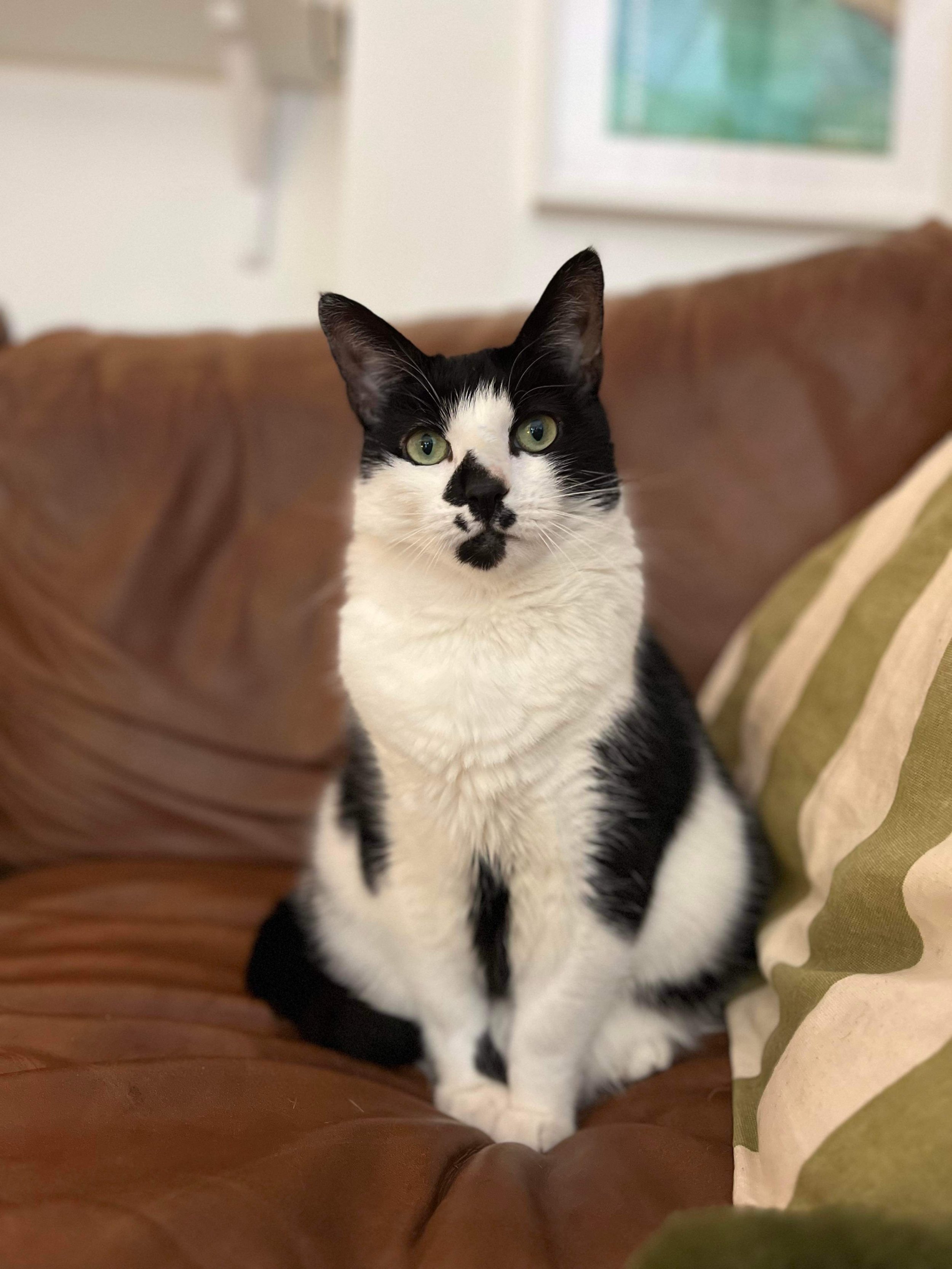 Handsome timid male tuxedo cat Leo looking for loving forever home at Catcuddles London
