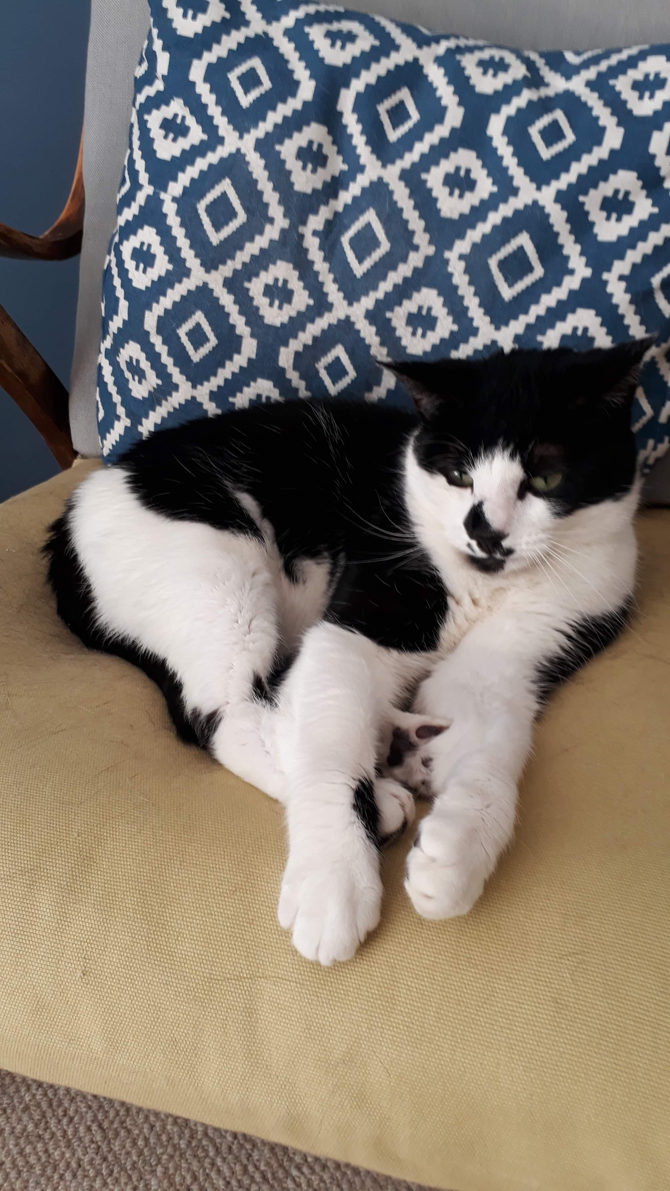 Handsome timid male tuxedo cat Leo looking for loving forever home at Catcuddles London