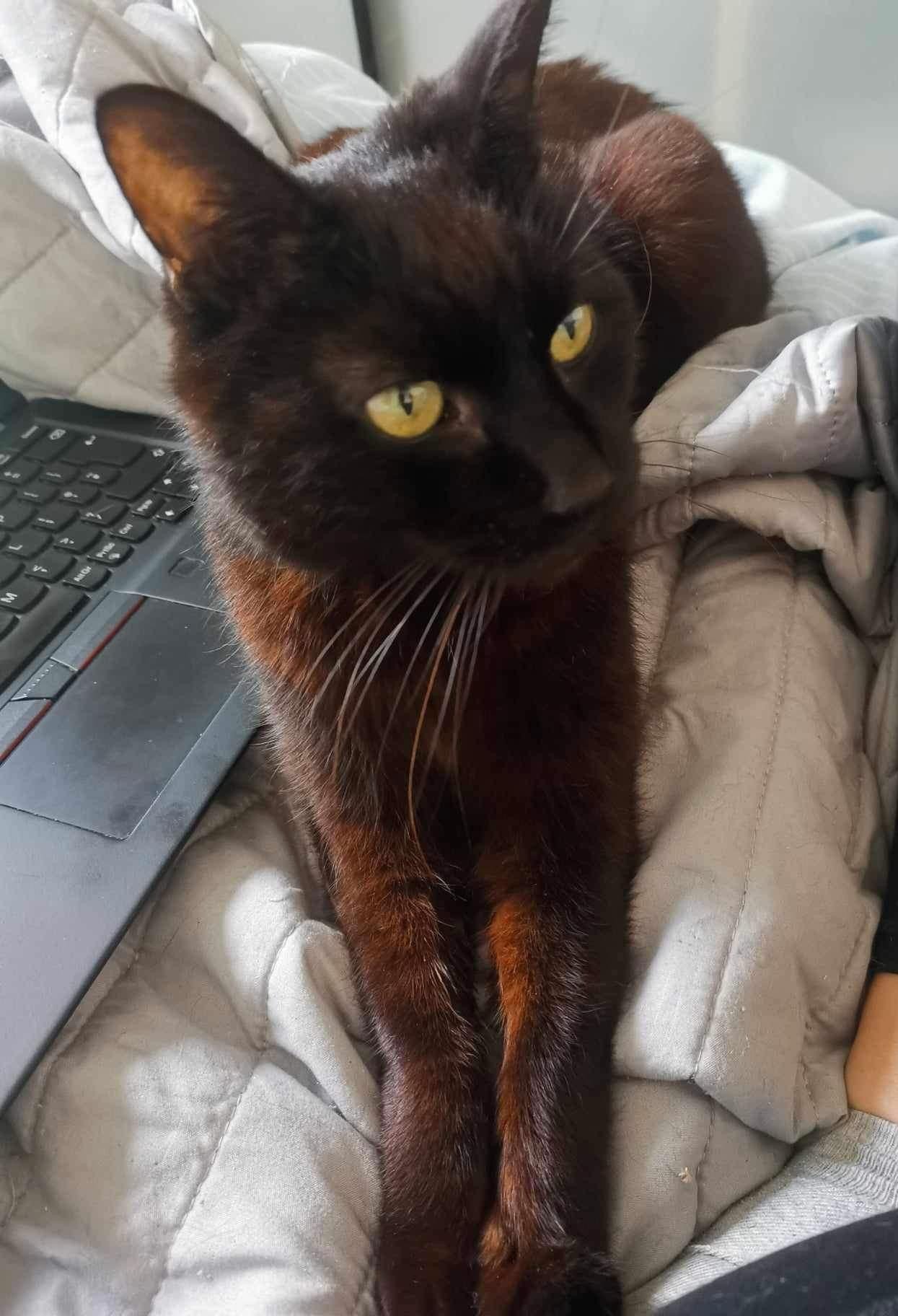 Senior mini panther George looking for loving spacious indoor home with balcony at Catcuddles London