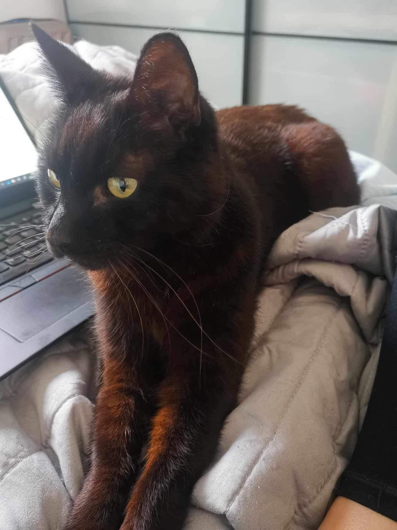 Senior mini panther George looking for loving spacious indoor home with balcony at Catcuddles London