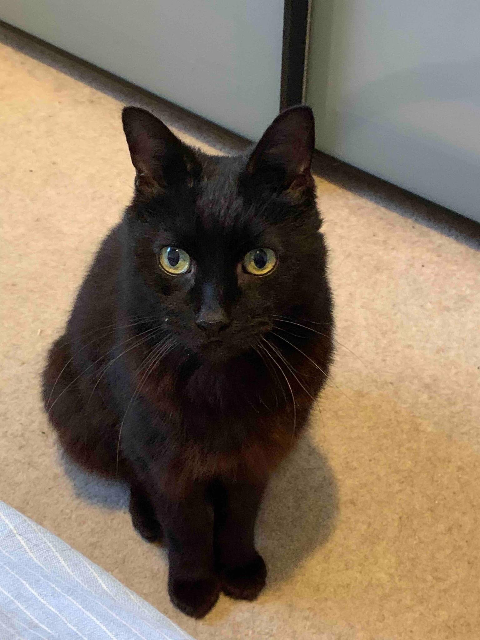 Senior mini panther George looking for loving spacious indoor home with balcony at Catcuddles London