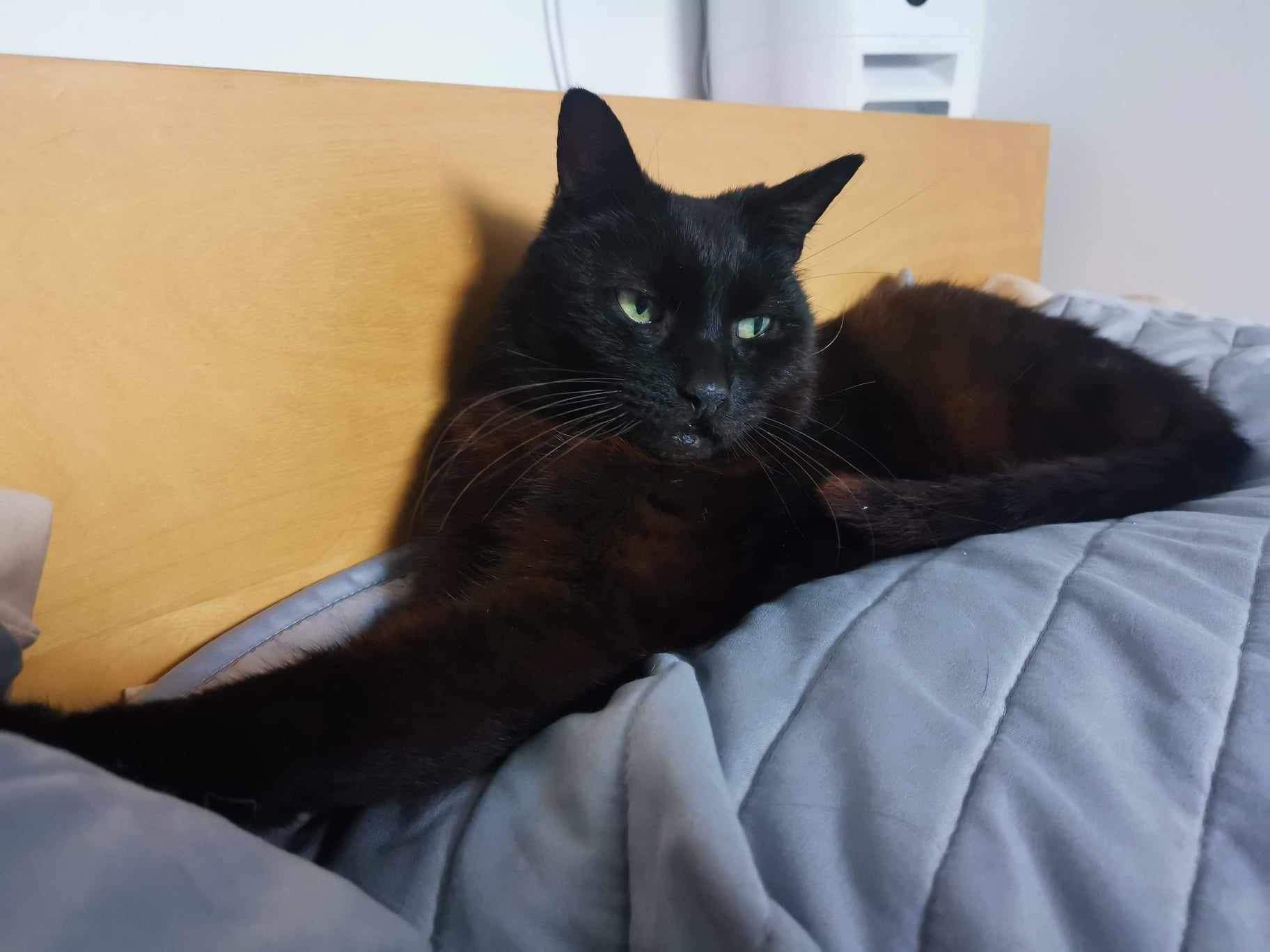 Senior mini panther George looking for loving spacious indoor home with balcony at Catcuddles London