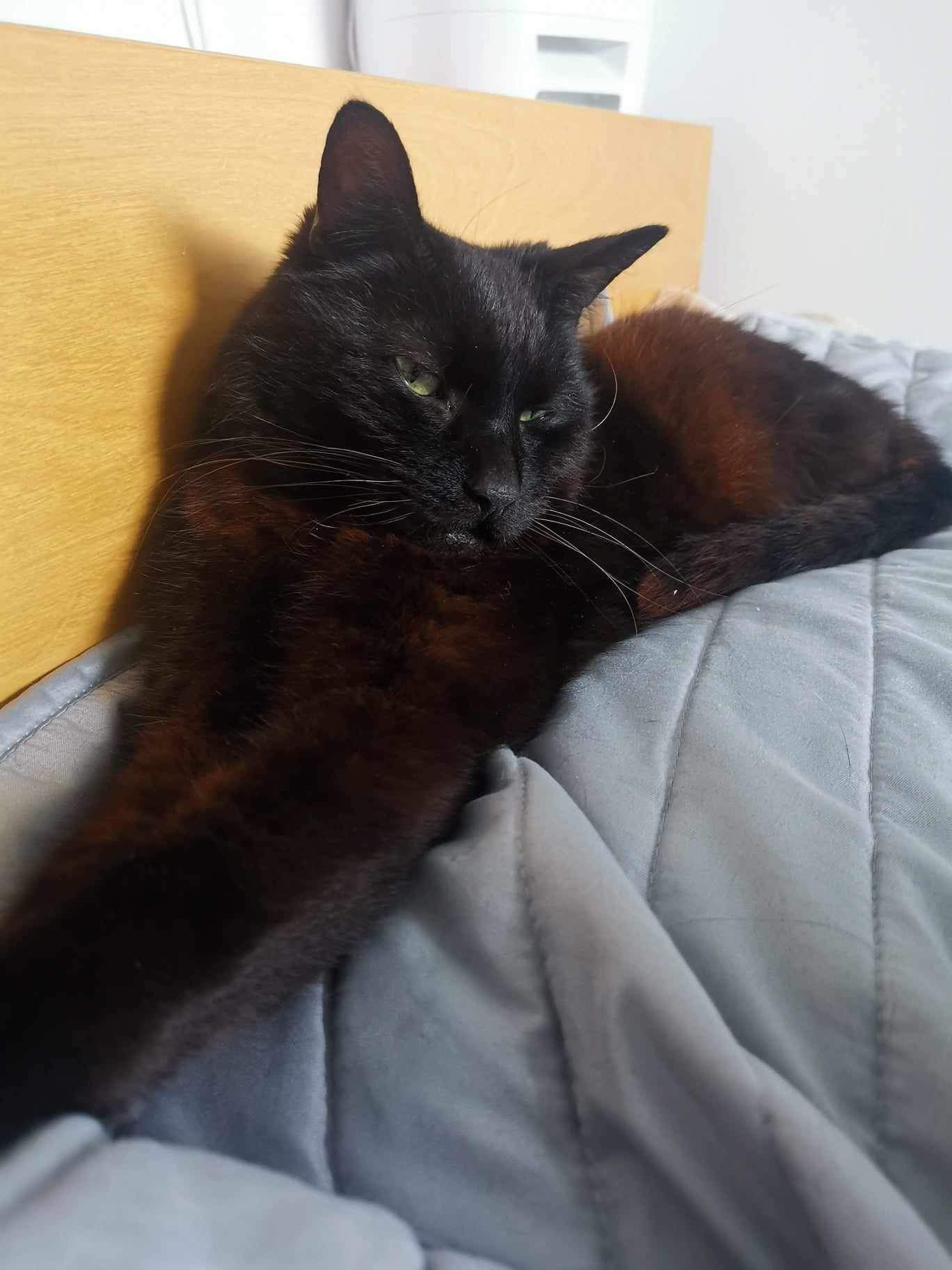 Senior mini panther George looking for loving spacious indoor home with balcony at Catcuddles London