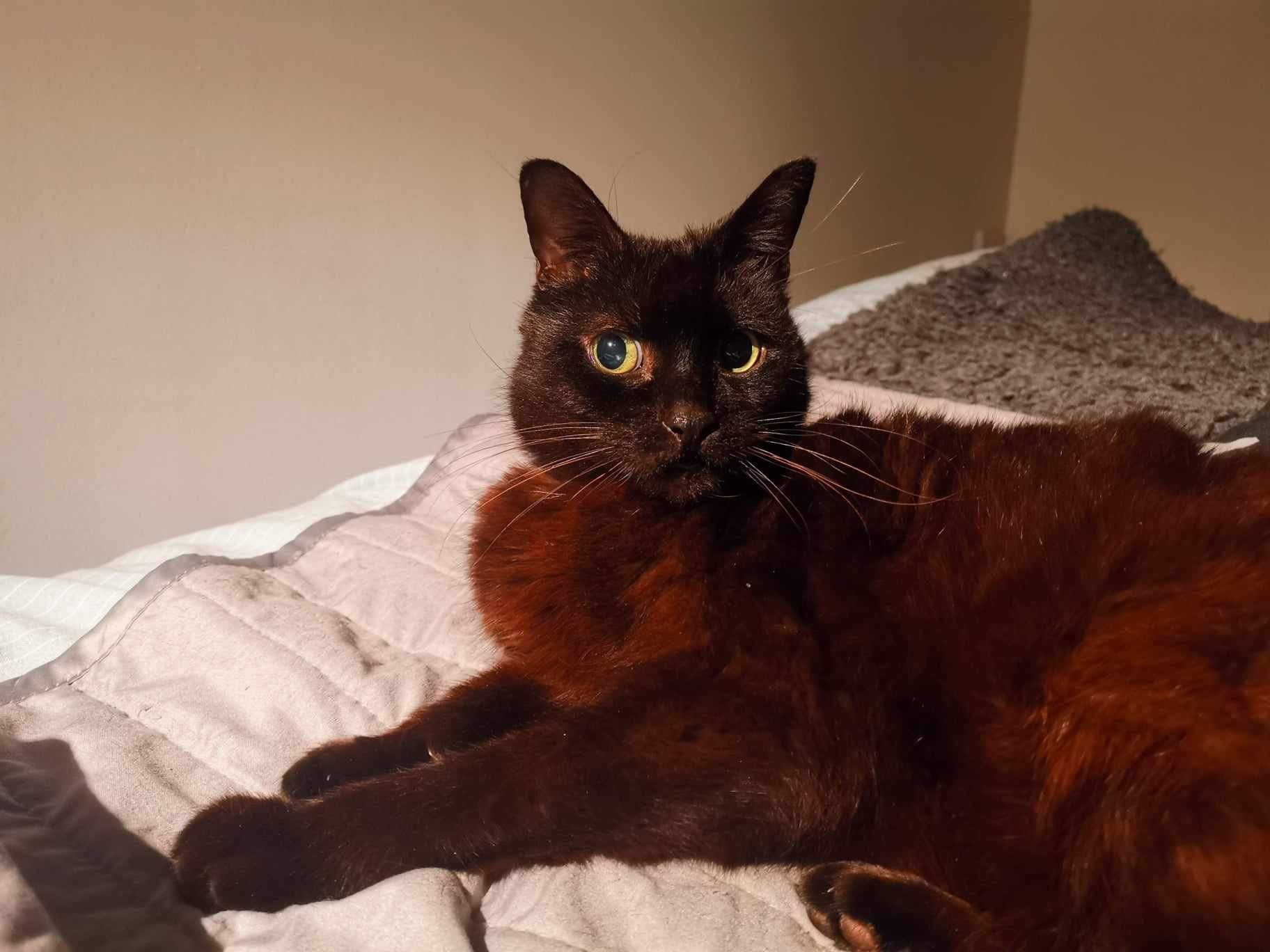 Senior mini panther George looking for loving spacious indoor home with balcony at Catcuddles London