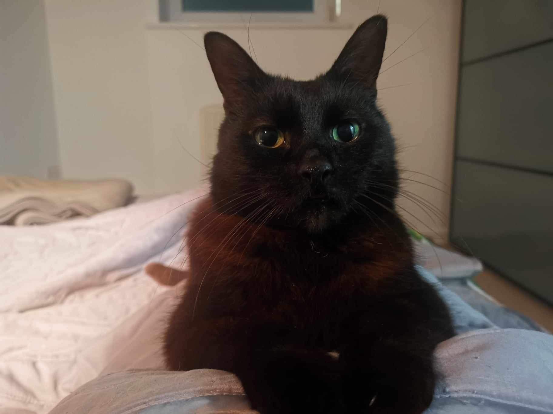 Senior mini panther George looking for loving spacious indoor home with balcony at Catcuddles London