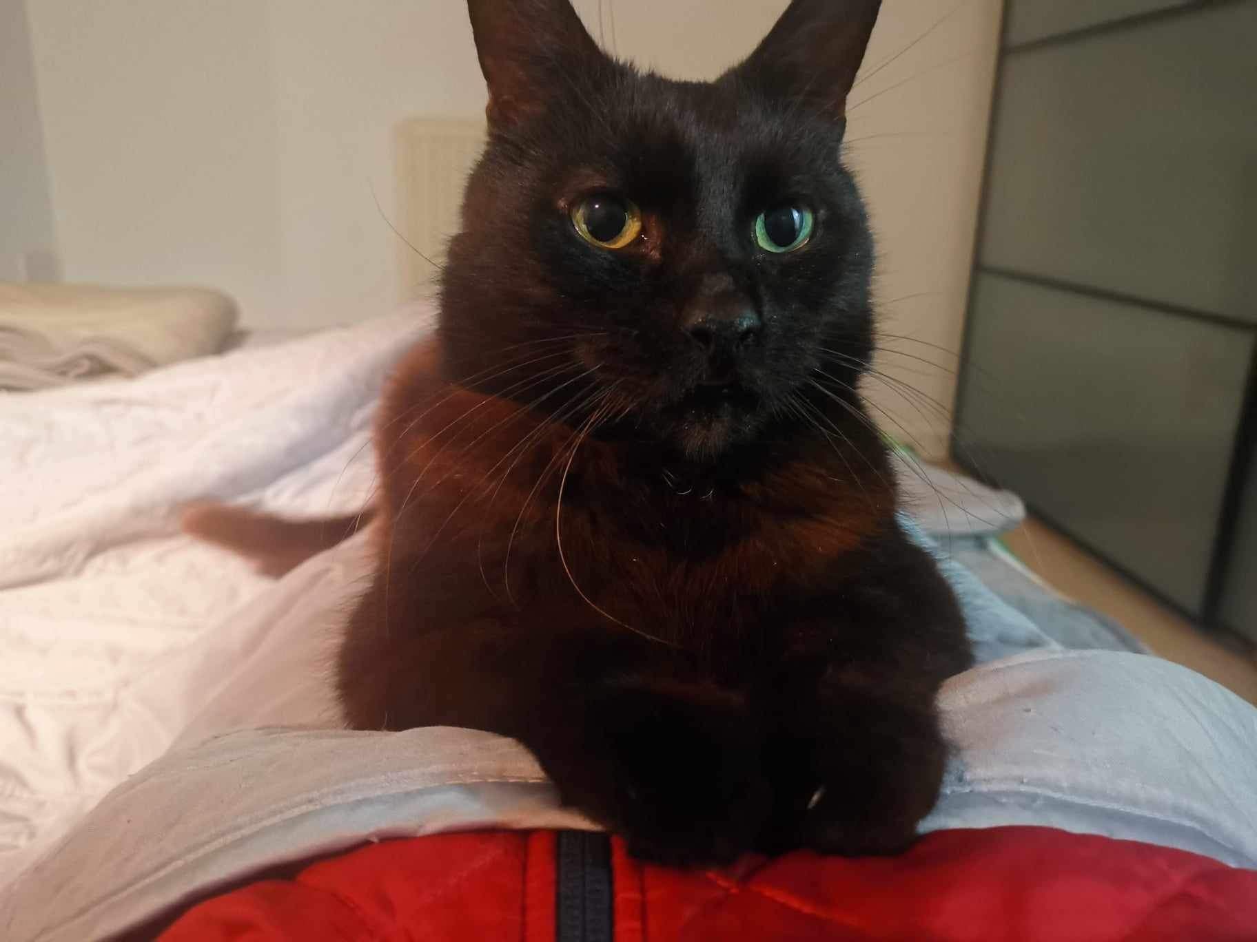 Senior mini panther George looking for loving spacious indoor home with balcony at Catcuddles London