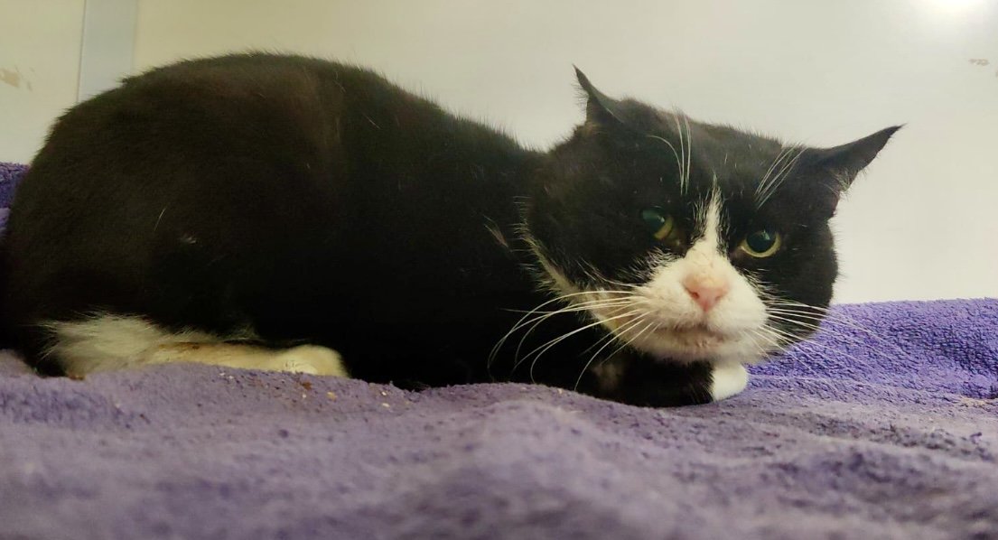 FIV positive Bartholemew is looking for a loving adult-only home with catproofed outside space at Catcuddles London