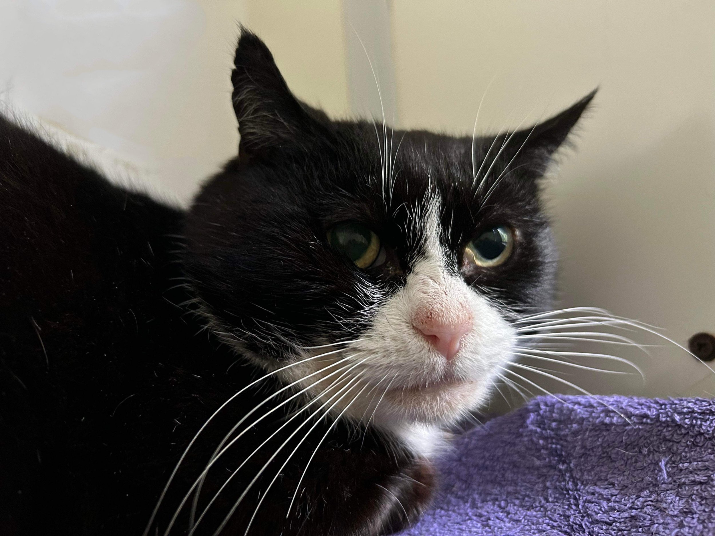 FIV positive Bartholemew is looking for a loving adult-only home with catproofed outside space at Catcuddles London