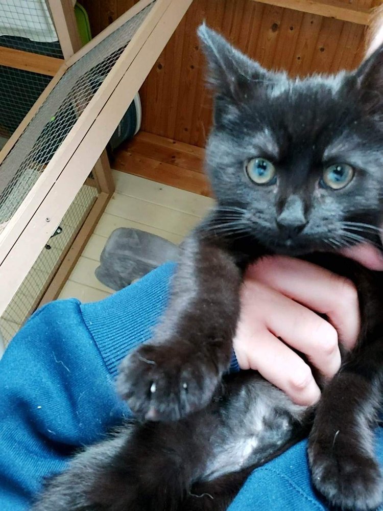 female black cat Babushka celebrates one year in her loving forever home