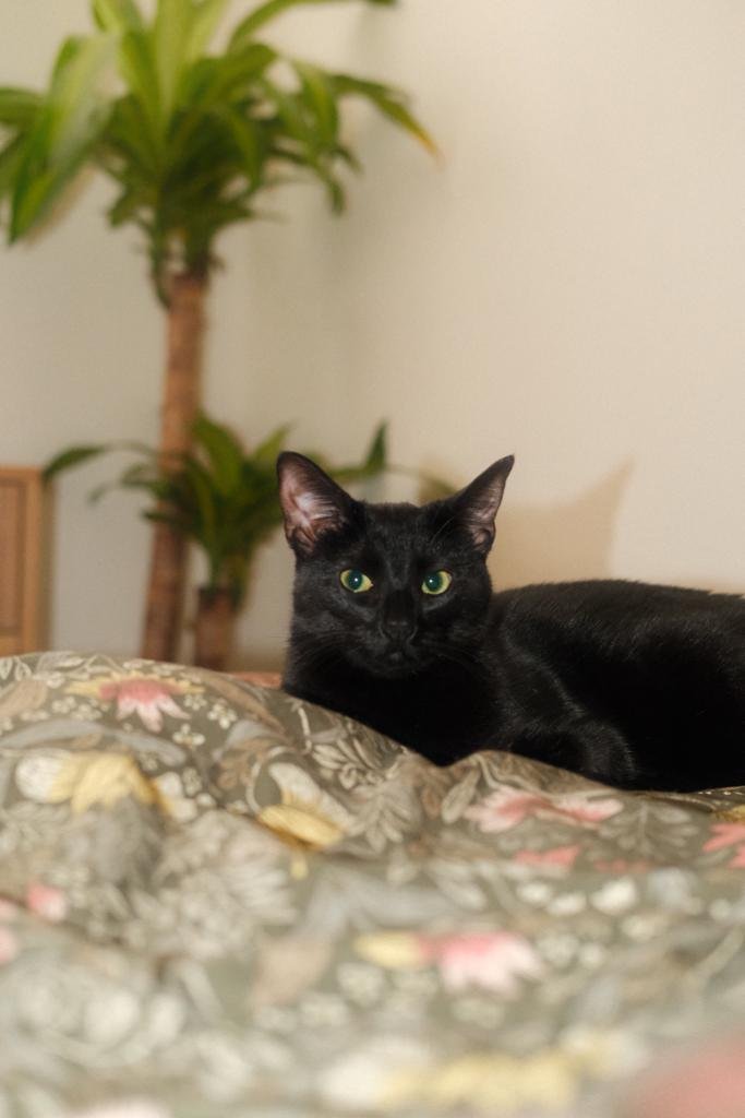 female black cat Babushka celebrates one year in her loving forever home