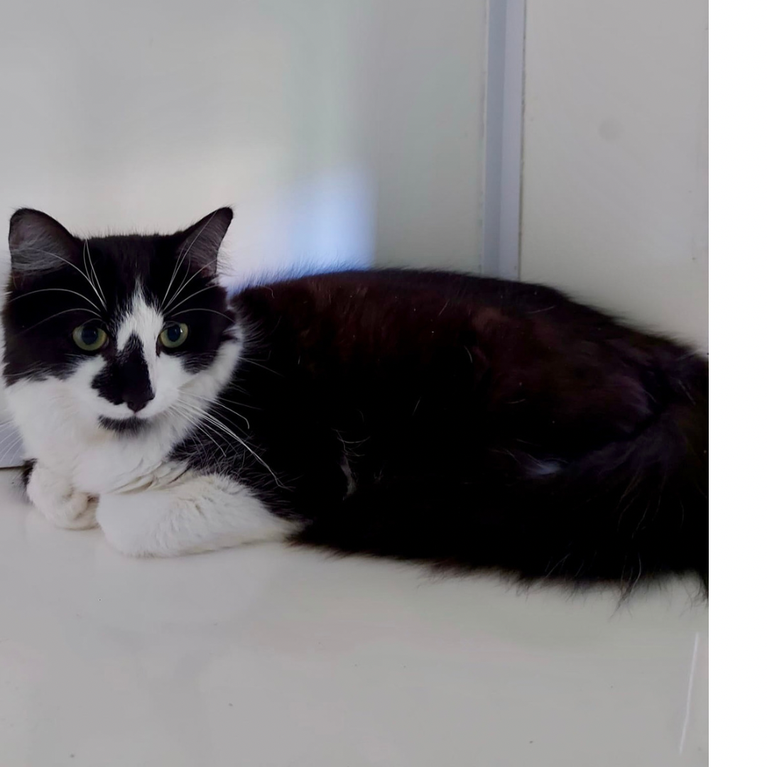 Handsome street smart male tuxedo cat Snoopy looking for loving forever home at Catcuddles London