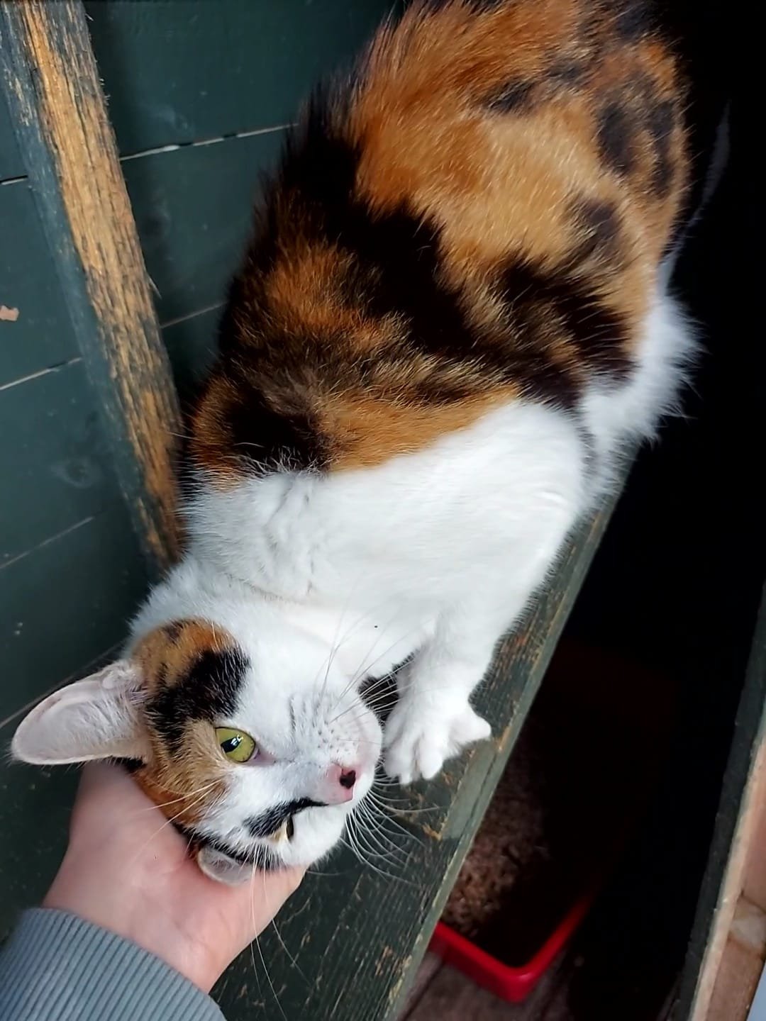 Beautiful calico cat Jolie looking for loving forever home at Catcuddles London